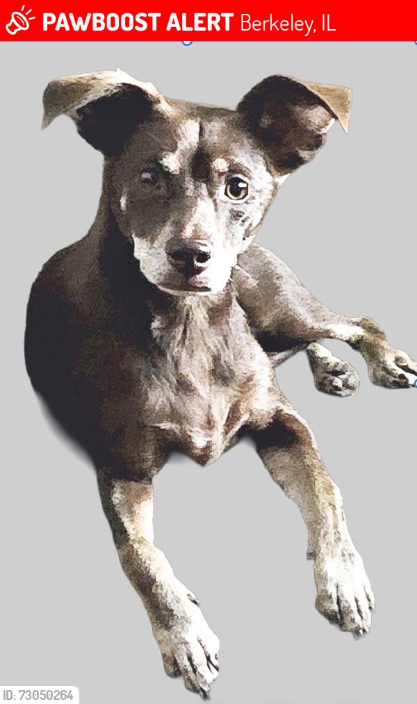 Lost Female Dog last seen Taft & Butterfield Rd, Berkeley, IL 60163