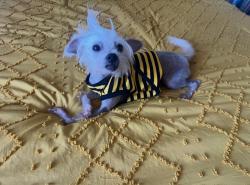 Lost Male Dog last seen Hazard newhope, Santa Ana, CA 92703