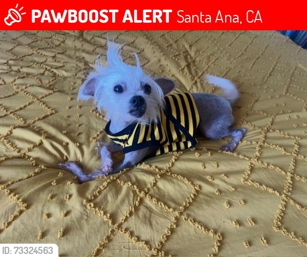 Lost Male Dog last seen Hazard newhope, Santa Ana, CA 92703