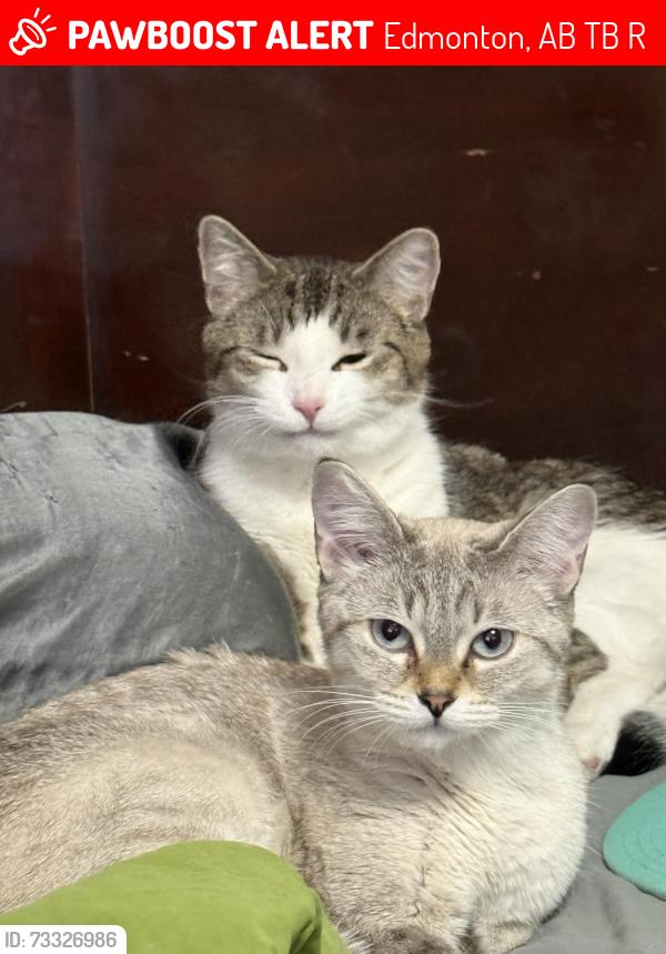 Lost Female Cat last seen Near 88 street, Edmonton, AB T5B 3R6