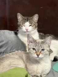 Lost Female Cat last seen Near 88 street, Edmonton, AB T5B 3R6