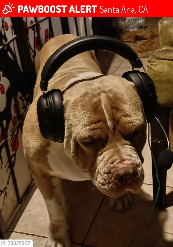 Lost Male Dog last seen Bewley X 5TH, Bewley X Hazard, Santa Ana, CA 92703