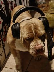 Lost Male Dog last seen Bewley X 5TH, Bewley X Hazard, Santa Ana, CA 92703