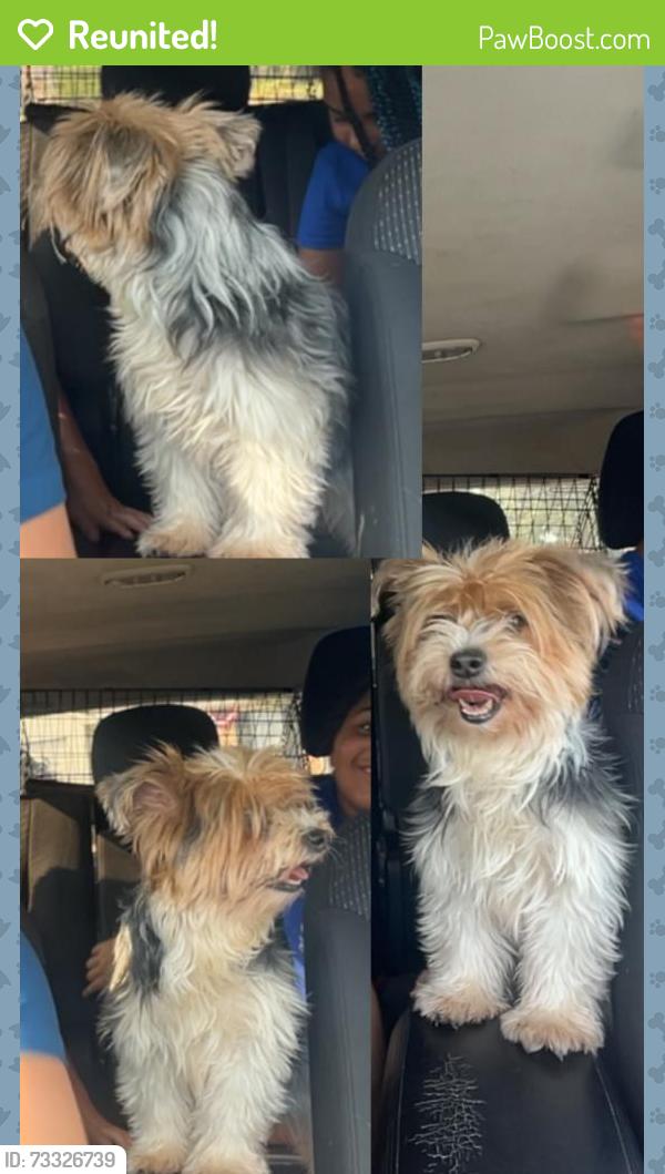 Reunited Female Dog last seen Sandlewood lane, Euless, TX 76039