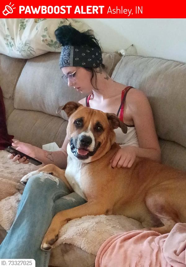 Lost Male Dog last seen Acres away winery , Hudson , Ashley., Ashley, IN 46705