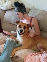 Lost Male Dog last seen Acres away winery , Hudson , Ashley., Ashley, IN 46705