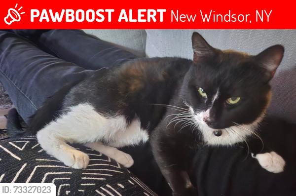 Lost Male Cat last seen Pet supplies plus, New Windsor, NY 12553