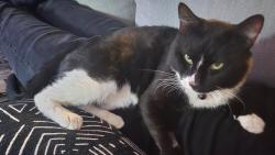 Lost Male Cat last seen Pet supplies plus, New Windsor, NY 12553