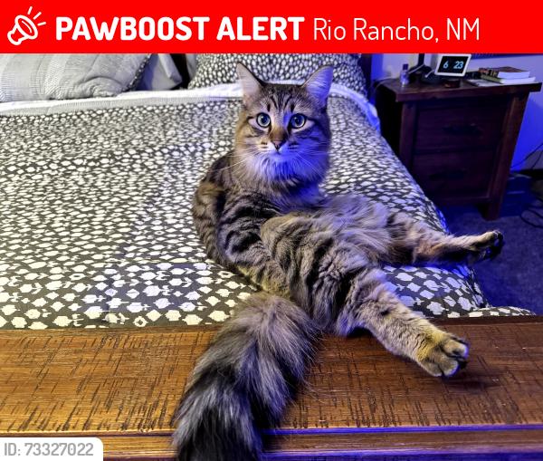 Lost Female Cat last seen Alberta and Northern, Rio Rancho, NM 87144