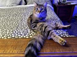 Lost Female Cat last seen Alberta and Northern, Rio Rancho, NM 87144