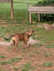 Found/Stray Female Dog last seen Union grove rd, Lenoir, Lenoir, NC 28680