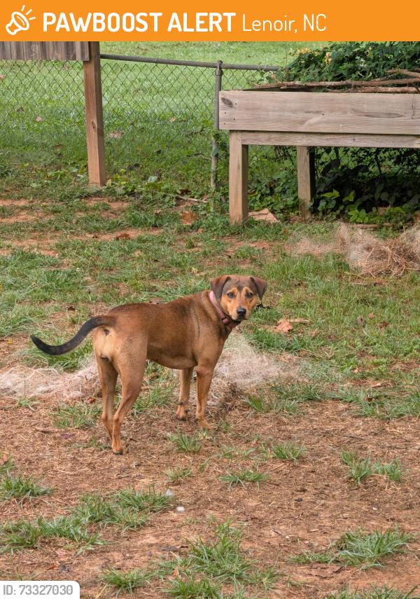 Found/Stray Female Dog last seen Union grove rd, Lenoir, Lenoir, NC 28680