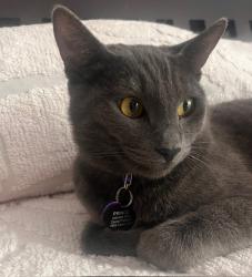 Lost Male Cat last seen Cason Lane, Gladstone Oregon, Gladstone, OR 97027