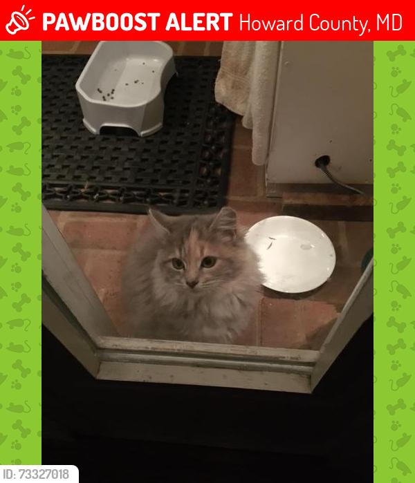 Lost Female Cat last seen bushy tail run and foxpaw trail, Howard County, MD 21797