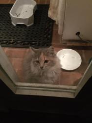 Lost Female Cat last seen bushy tail run and foxpaw trail, Howard County, MD 21797