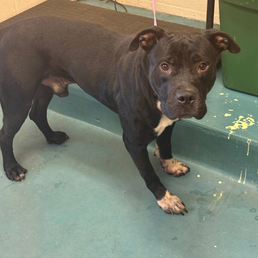 Shelter Stray Male Dog last seen , 2350 Appling City Cove, Memphis, TN 38133, USA