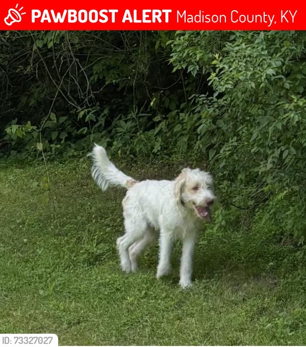 Lost Male Dog last seen Corner of Stoney Run and Reeves Spur, Madison County, KY 40475