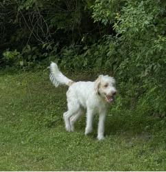 Lost Male Dog last seen Corner of Stoney Run and Reeves Spur, Madison County, KY 40475