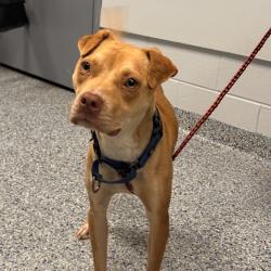Shelter Stray Female Dog last seen , 328 Furman Hall Rd, Greenville, SC 29609, USA