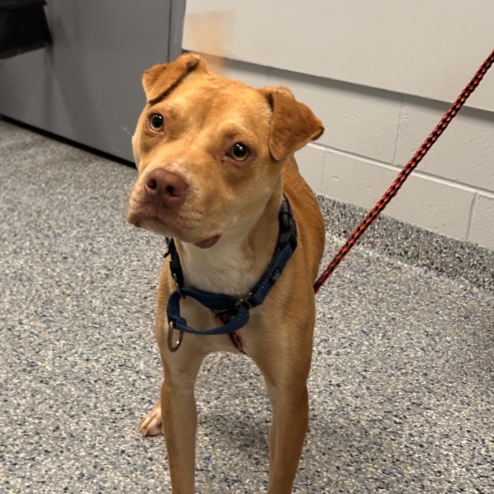 Shelter Stray Female Dog last seen , 328 Furman Hall Rd, Greenville, SC 29609, USA
