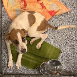 Shelter Stray Male Dog last seen , 328 Furman Hall Rd, Greenville, SC 29609, USA