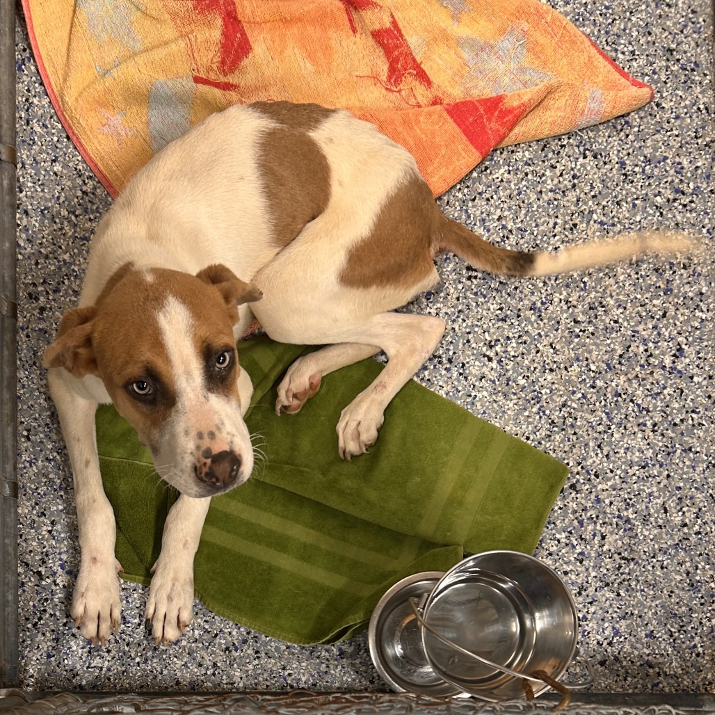 Shelter Stray Male Dog last seen , 328 Furman Hall Rd, Greenville, SC 29609, USA