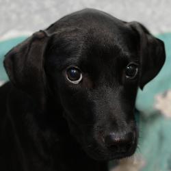 Shelter Stray Male Dog last seen , 3173 K-68 Hwy, Ottawa, KS 66067, USA