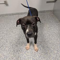 Shelter Stray Male Dog last seen , 328 Furman Hall Rd, Greenville, SC 29609, USA