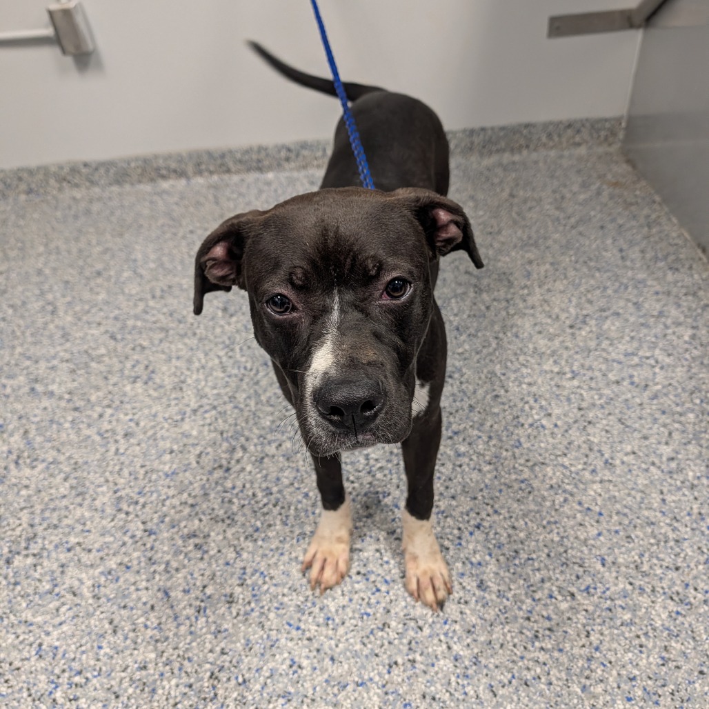 Shelter Stray Male Dog last seen , 328 Furman Hall Rd, Greenville, SC 29609, USA