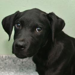 Shelter Stray Male Dog last seen , 3173 K-68 Hwy, Ottawa, KS 66067, USA