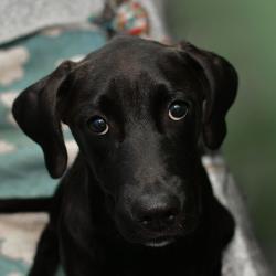 Shelter Stray Male Dog last seen , 3173 K-68 Hwy, Ottawa, KS 66067, USA
