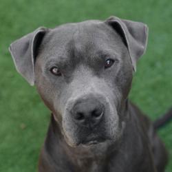 Shelter Stray Male Dog last seen , 3173 K-68 Hwy, Ottawa, KS 66067, USA