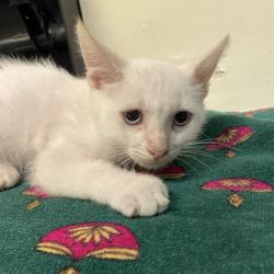 Shelter Stray Male Cat last seen , 361 S Raymond Ave, Pasadena, CA 91105, USA