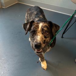 Shelter Stray Male Dog last seen , 980 Guilford College Rd, Greensboro, NC 27409, USA