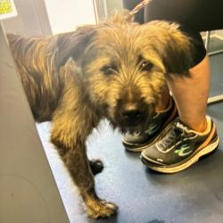 Shelter Stray Male Dog last seen , 980 Guilford College Rd, Greensboro, NC 27409, USA