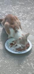 Reunited Unknown Cat last seen Near Trinity Wy, Kissimmee, FL 34746, USA, Kissimmee, FL 34746