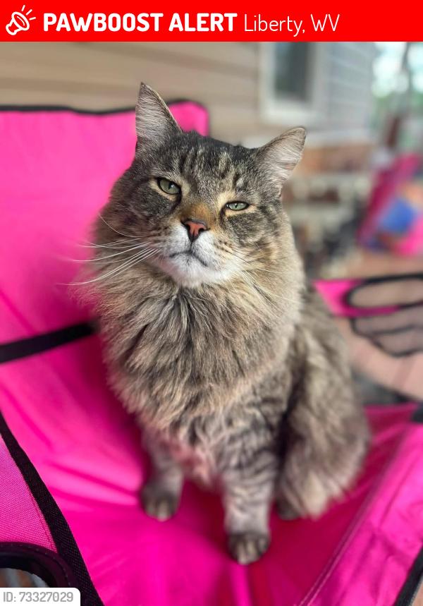 Lost Male Cat last seen Liberty, not far from Allen’s Fork, Liberty, WV 25320