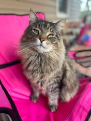 Lost Male Cat last seen Liberty, not far from Allen’s Fork, Liberty, WV 25320