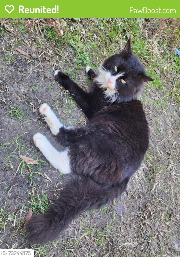 Reunited Female Cat last seen North Brunswick highschool, Leland, NC 28451