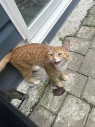 Found/Stray Male Cat last seen near sandyhill skatepark / the bowl, Lansdowne, MD 21227