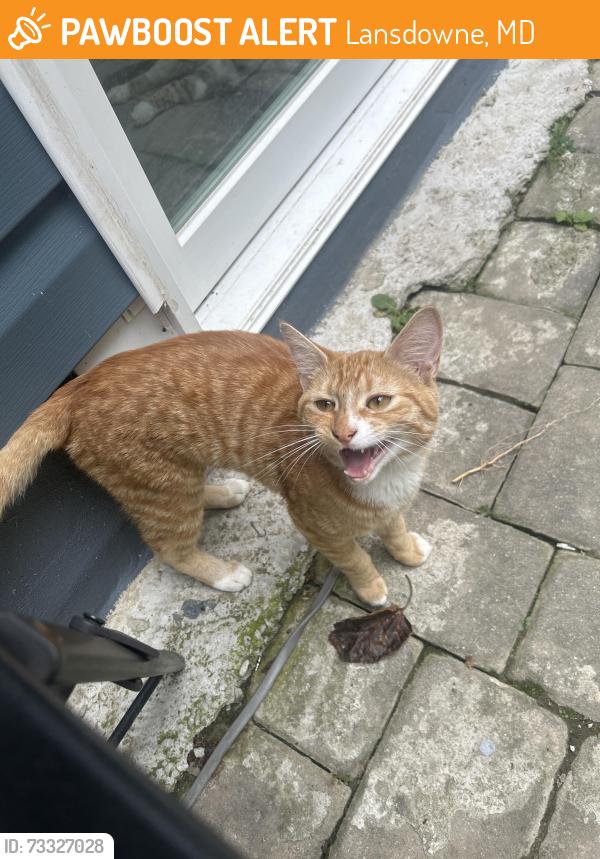 Found/Stray Male Cat last seen near sandyhill skatepark / the bowl, Lansdowne, MD 21227
