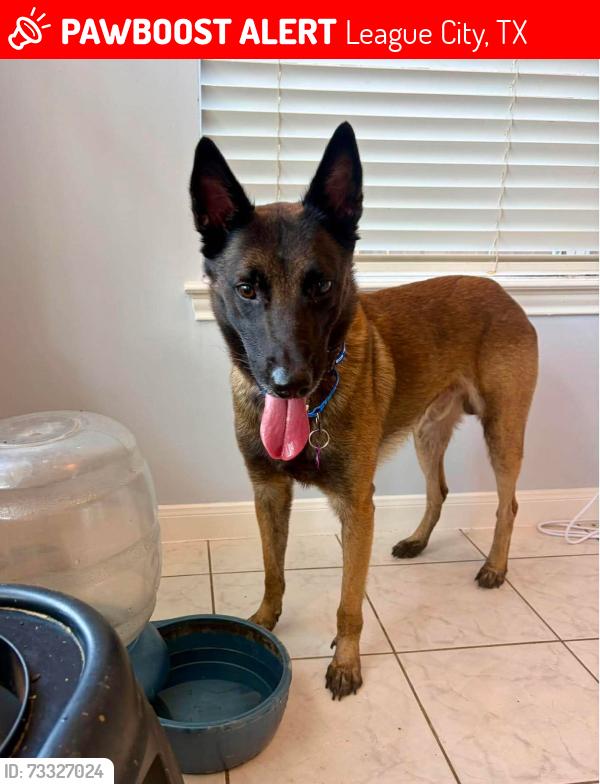 Lost Male Dog last seen South Shore Blvd near the South Shore Harbor Country Club golf course, League City, TX 77573