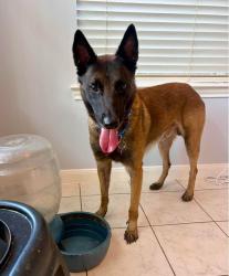 Lost Male Dog last seen South Shore Blvd near the South Shore Harbor Country Club golf course, League City, TX 77573