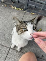 Reunited Male Cat last seen At SM blvd next to the German Car Repair lot, Santa Monica, CA 90404