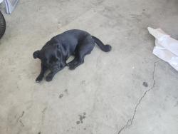 Found/Stray Male Dog last seen Kirby cottonwood, San Jacinto, CA 92582