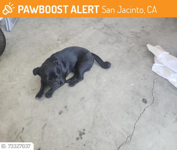 Found/Stray Male Dog last seen Kirby cottonwood, San Jacinto, CA 92582