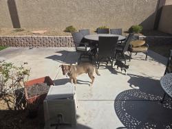 Reunited Male Dog last seen Rochele and Fort Apache, Las Vegas, NV 89147