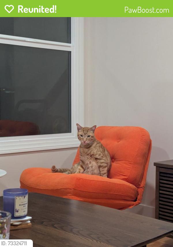 Reunited Male Cat last seen Waring Rd. And Zion Ave., San Diego, CA 92120