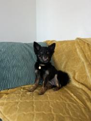 Lost Female Dog last seen Patty Jewett Golf Course, Colorado Springs, CO 80907