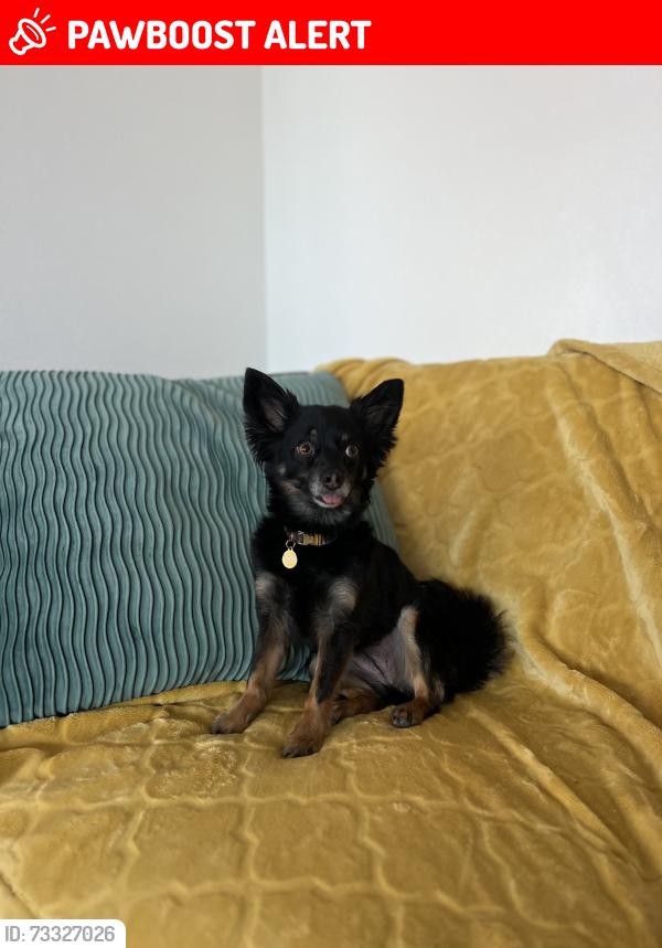 Lost Female Dog last seen Patty Jewett Golf Course, Colorado Springs, CO 80907